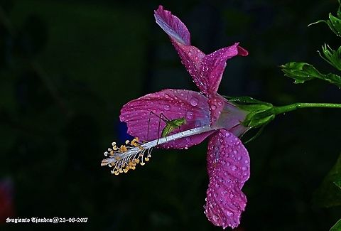 The long leg grasshopper