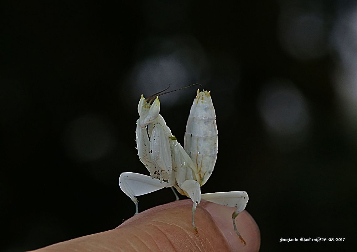 Orchid Mantis Orchid Mantis - White Hymenopus coronatus,Malaysian Orchid Mantis,Mantis