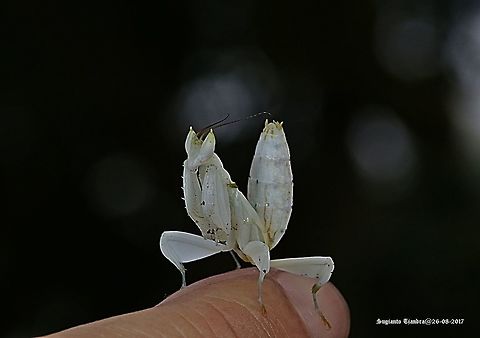 Orchid Mantis Orchid Mantis - White Hymenopus coronatus,Malaysian Orchid Mantis,Mantis