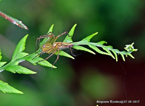 Lynx Spider  Oxyopes lineatipes