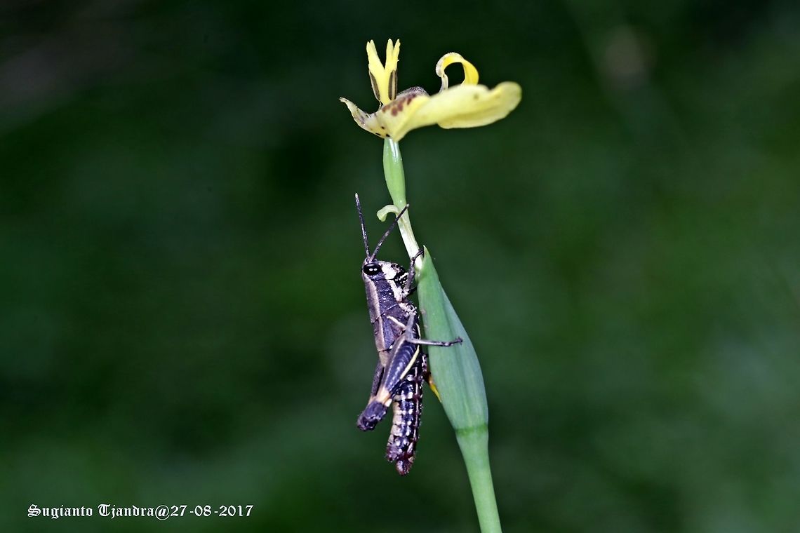 Grasshopper Black grasshopper ??? Pls advise if the ID is not correct. Tq