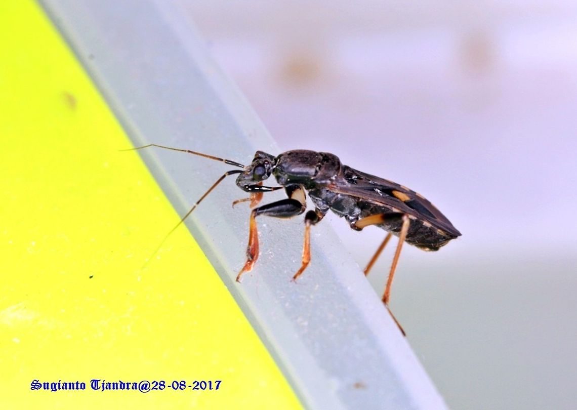 Bug Please advise the ID. I saw this bug on the glass windows of my house. Tq Hemiptera,Heteroptera,Reduviidae,assassin bug