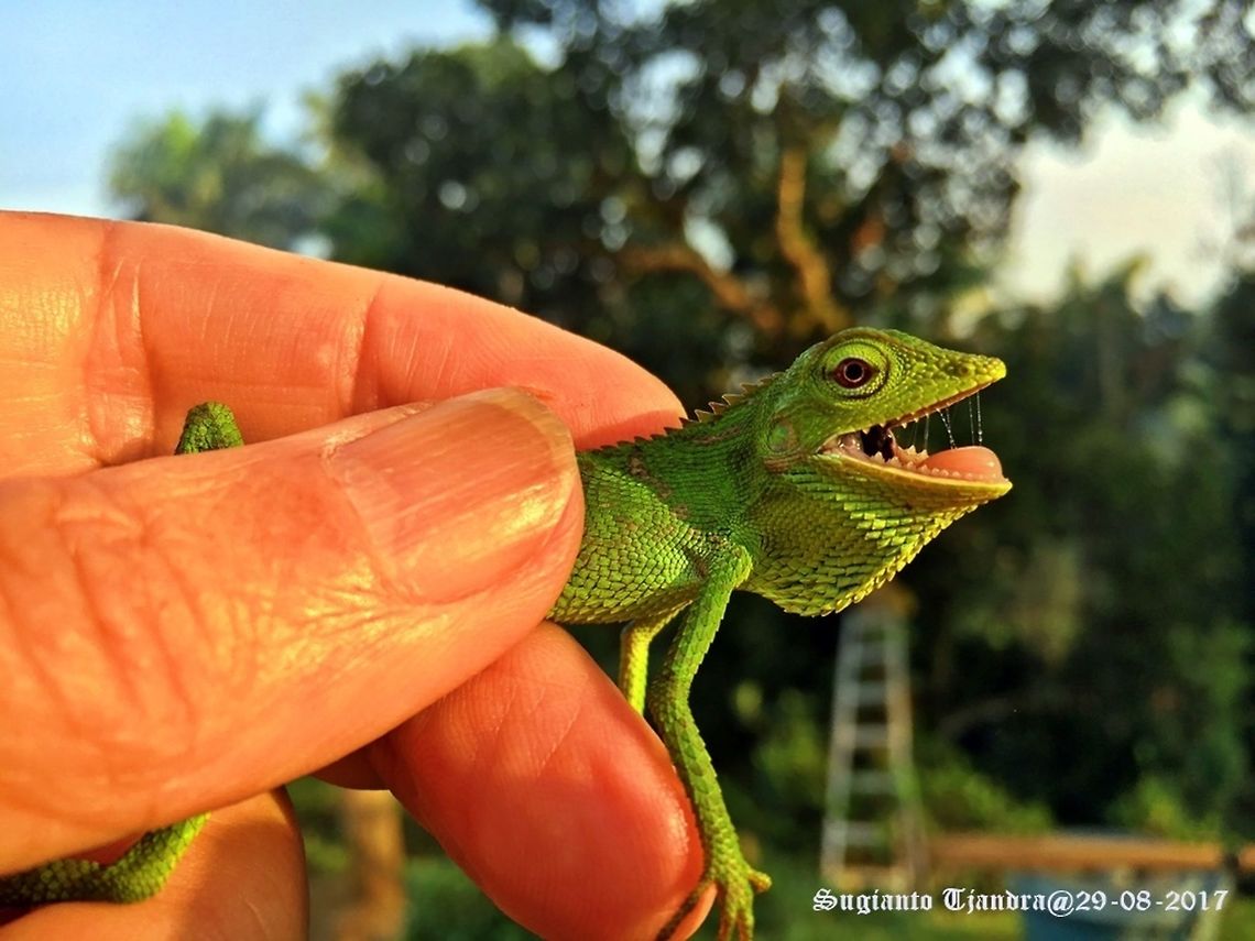 Bunglon Chameleon Bronchocela jubata,Geotagged,Indonesia,Maned forest lizard,Winter