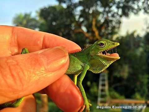 Bunglon Chameleon Bronchocela jubata,Geotagged,Indonesia,Maned forest lizard,Winter
