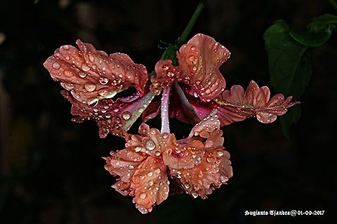 Hibiscus  Geotagged,Hibiscus schizopetalus,Indonesia,Japanese Lanterns,Winter