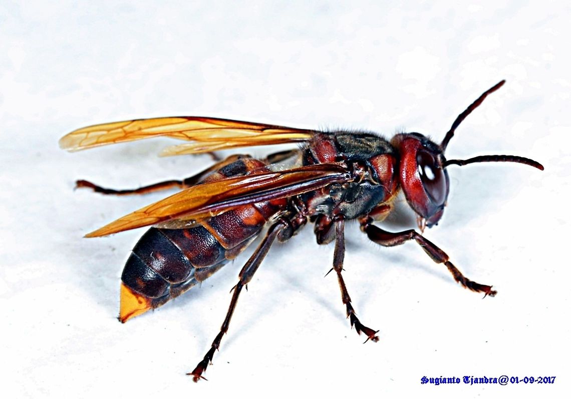 Wasp  Geotagged,Hymenoptera,Indonesia,Vespa,Vespa analis,Vespidae,Winter