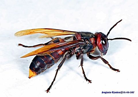 Wasp  Geotagged,Hymenoptera,Indonesia,Vespa,Vespa analis,Vespidae,Winter