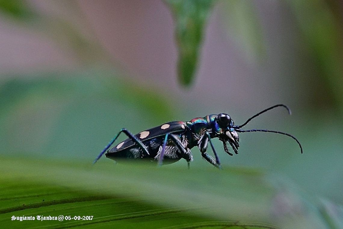 Tiger Beetle  Geotagged,Indonesia,Winter