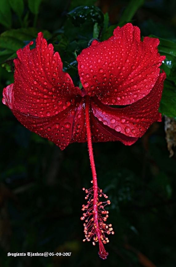Hibiscus Red Hibiscus Geotagged,Hibiscus schizopetalus,Indonesia,Japanese Lanterns,Winter