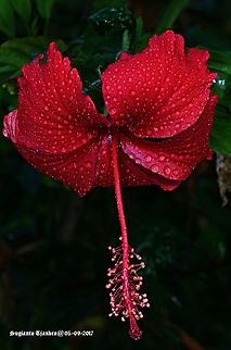 Hibiscus Red Hibiscus Geotagged,Hibiscus schizopetalus,Indonesia,Japanese Lanterns,Winter