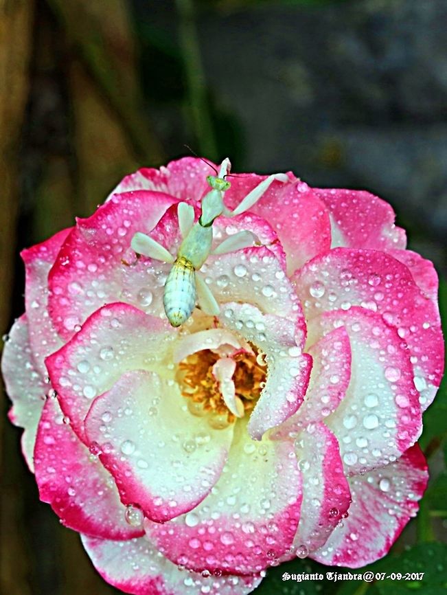 Orchid mantis & Rose  Geotagged,Hymenopus coronatus,Indonesia,Malaysian Orchid Mantis,Winter