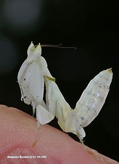 Orchid mantis - white  Geotagged,Hymenopus coronatus,Indonesia,Malaysian Orchid Mantis,Winter