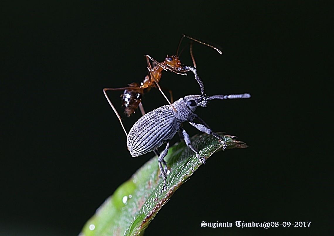 an ant riding weevil  Fall,Geotagged,Indonesia
