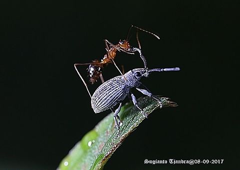 an ant riding weevil  Fall,Geotagged,Indonesia