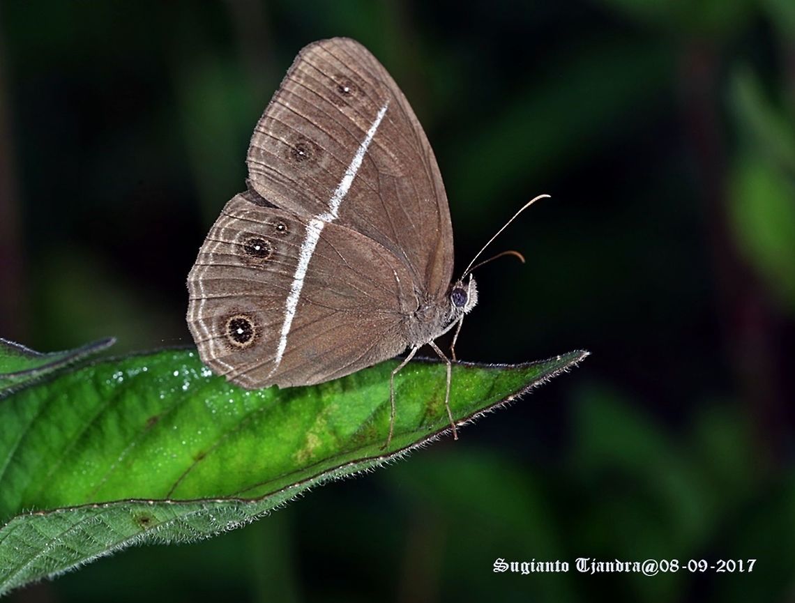 Butterfly  Dark Grass-Brown,Fall,Geotagged,Indonesia,Orsotriaena medus