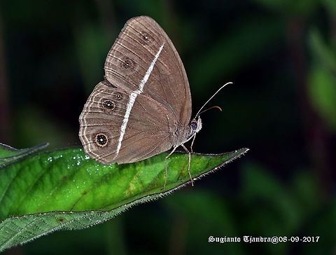 Butterfly  Dark Grass-Brown,Fall,Geotagged,Indonesia,Orsotriaena medus