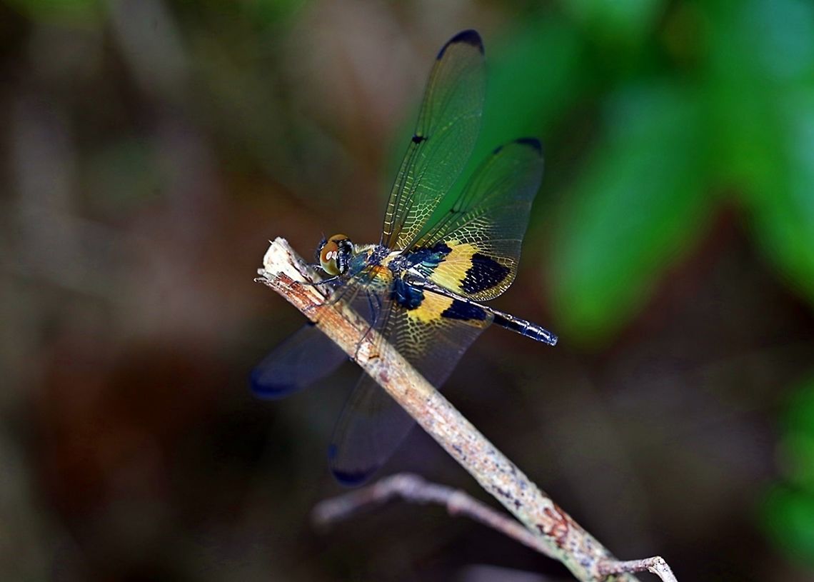 Short tail dragonfly  Fall,Geotagged,Indonesia,Rhyothemis phyllis,Yellow-striped Flutterer