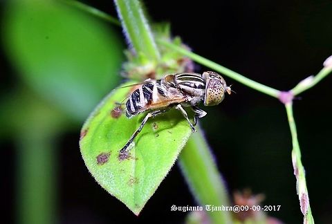 Big headed Hoverfly  Eristalinus megacephalus,Fall,Geotagged,Indonesia