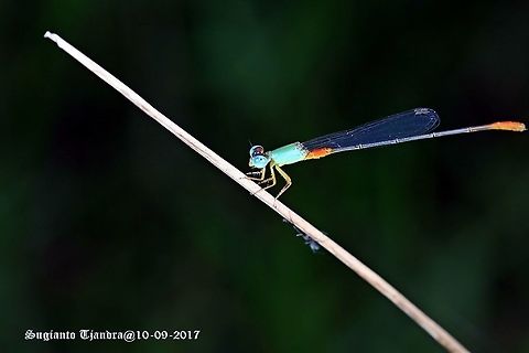 Blue Damselfly  Bi-coloured damsel,Ceriagrion cerinorubellum,Geotagged,Indonesia,Winter