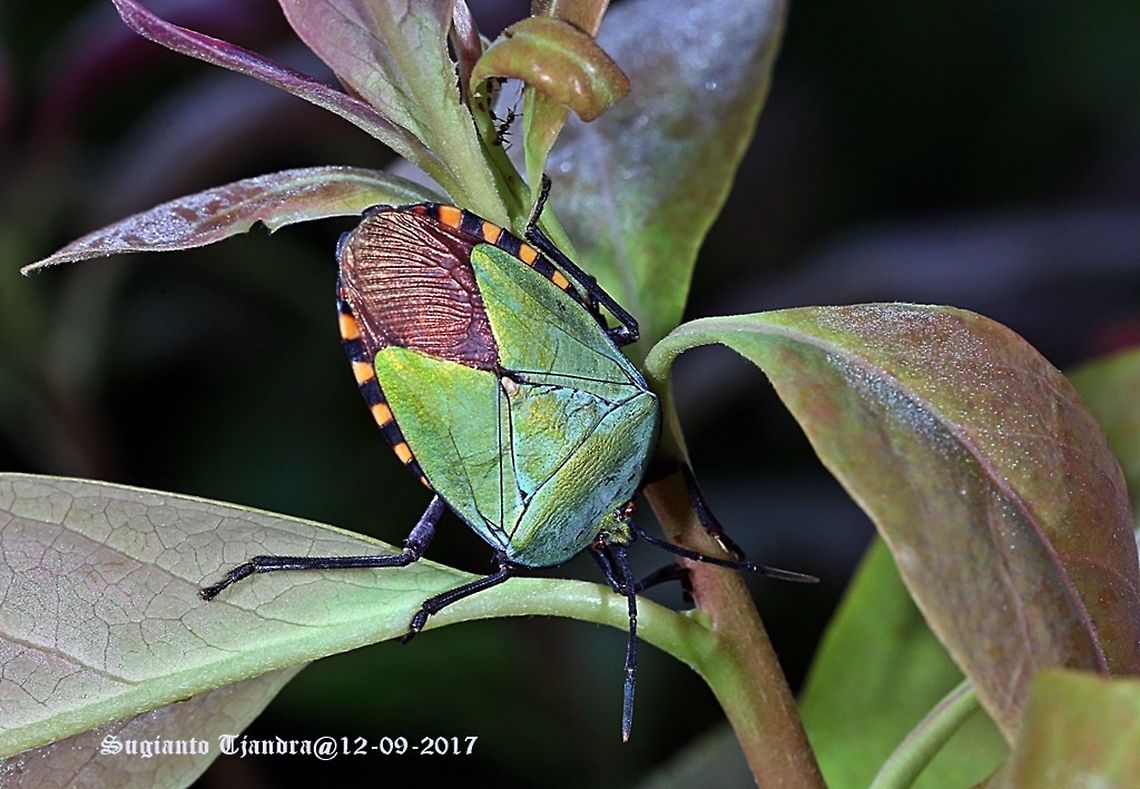 Golden Green Giant Shield Bug, Pycanum rubens (family of  Tessaratomidae ) Green Shield Bug Geotagged,Giant Shield Bug,Indonesia,Pycanum rubens,Winter