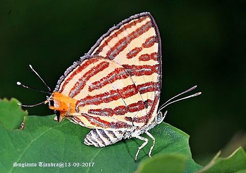 Butterfly  Geotagged,Indonesia,Winter