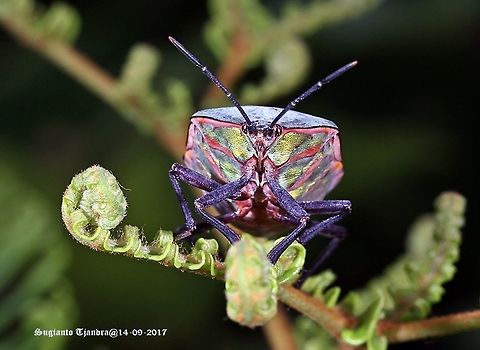 Golden Green Giant Shield Bug, Pycanum rubens (family of  Tessaratomidae )  Geotagged,Giant Shield Bug,Indonesia,Pycanum rubens,Winter