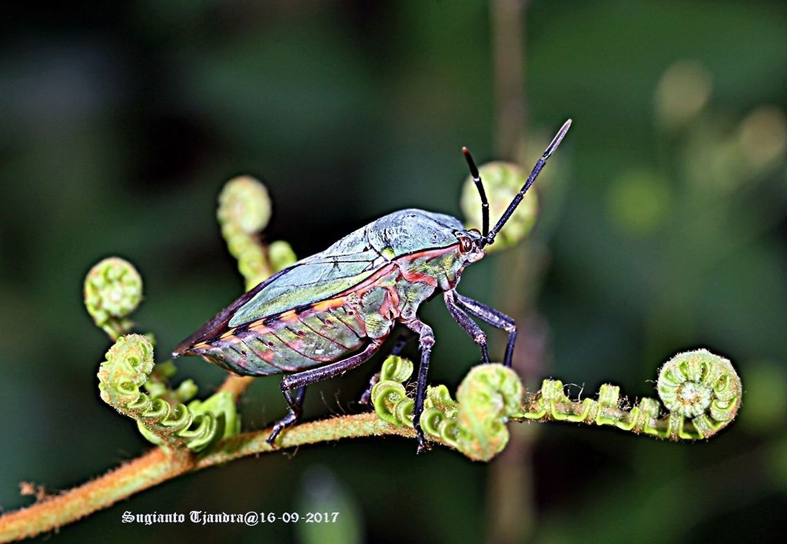 Golden Green Giant Shield Bug, Pycanum rubens (family of  Tessaratomidae )  Geotagged,Giant Shield Bug,Indonesia,Pycanum rubens,Winter
