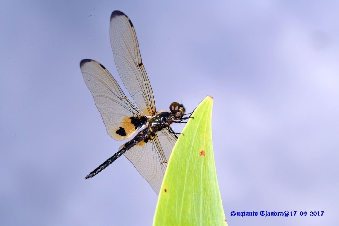 Dragon fly The yellow-stripped flutterer Geotagged,Indonesia,Rhyothemis phyllis,Winter,Yellow-striped Flutterer