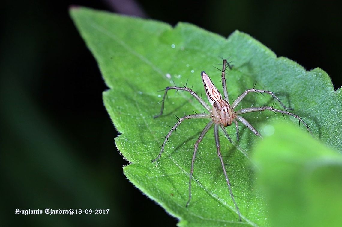 Lynx Spider  Geotagged,Indonesia,Winter