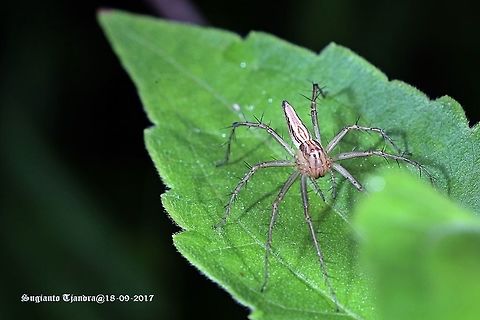 Lynx Spider  Geotagged,Indonesia,Winter