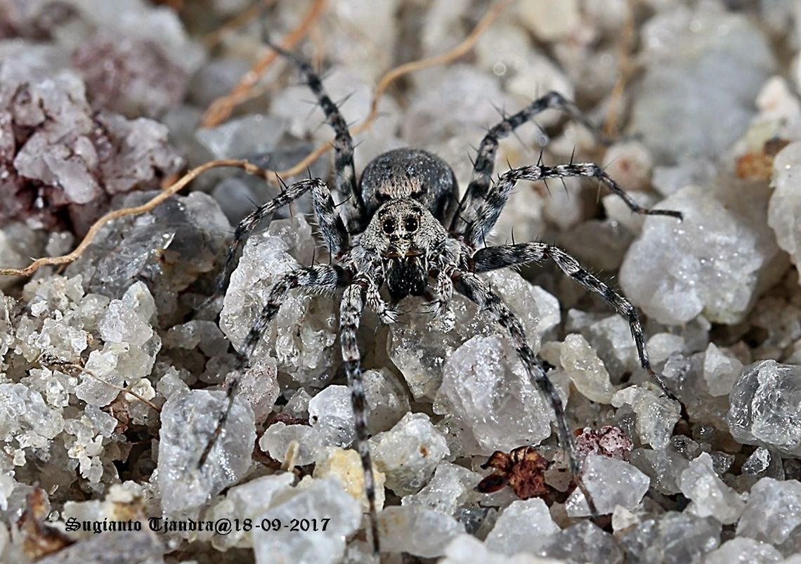 Wolf Spider Ground Spider - Lycosidae Geotagged,Indonesia,Winter