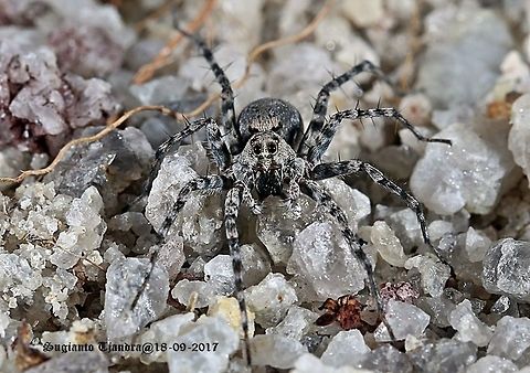 Wolf Spider Ground Spider - Lycosidae Geotagged,Indonesia,Winter