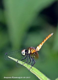 Dragonfly Nannophya pygmaea, immature male.
http://potokito-myshot.blogspot.pt/2012/04/scarlet-dwarf-dragonfly-nannophya.html
http://zipcodezoo.com/index.php/Nannophya_pygmaea Geotagged,Indonesia,Nannophya pygmaea,Scarlet dwarf,Winter,anisoptera,biodiversity,dragonfly,insects,libellulidae,odonata