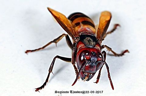 Vespa Analis  Geotagged,Hymenoptera,Indonesia,Vespa,Vespa analis,Vespidae,Winter