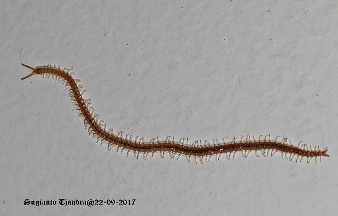 Centipede  Geophilomorpha,Geotagged,Indonesia,Winter