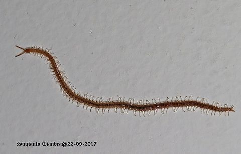 Centipede  Geophilomorpha,Geotagged,Indonesia,Winter