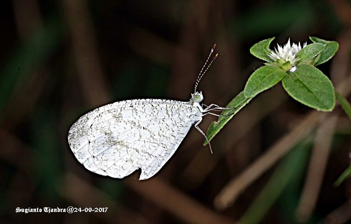 Butterfly  Geotagged,Indonesia,Leptosia nina,Psyche,Winter