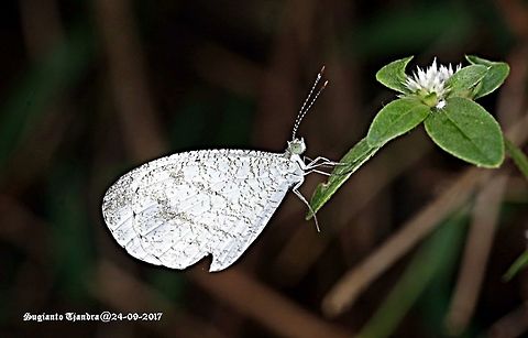 Butterfly  Geotagged,Indonesia,Leptosia nina,Psyche,Winter