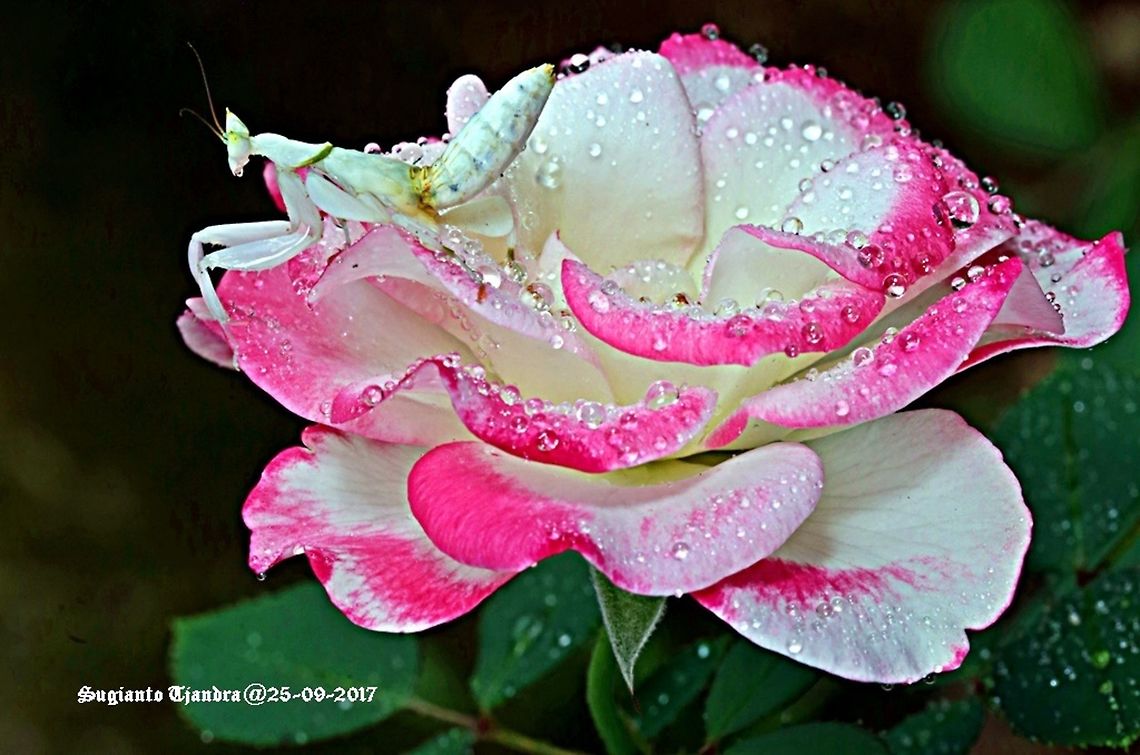 Malaysian Orchid Mantis on white/pink flower  Geotagged,Hymenopus coronatus,Indonesia,Malaysian Orchid Mantis,Winter