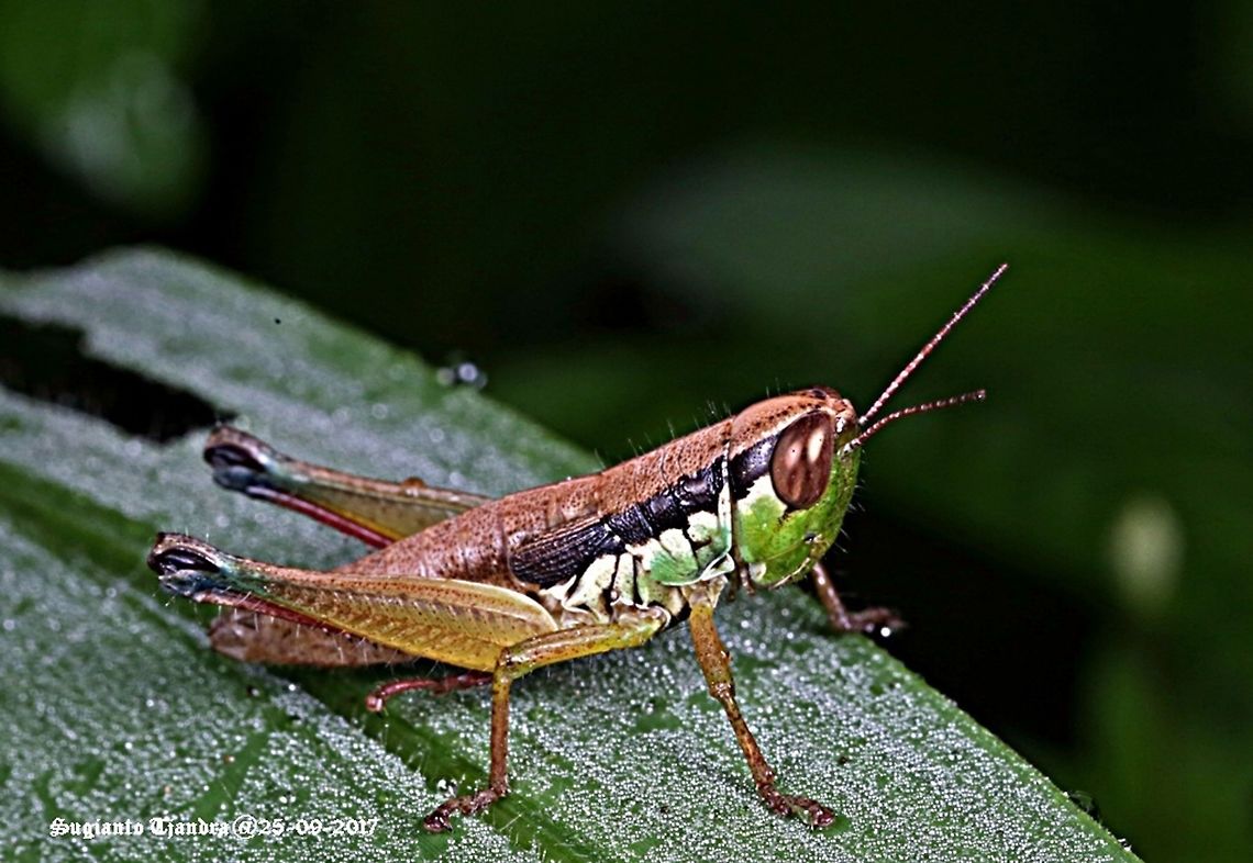 Grasshopper  Caryanda spuria,Geotagged,Indonesia,Winter