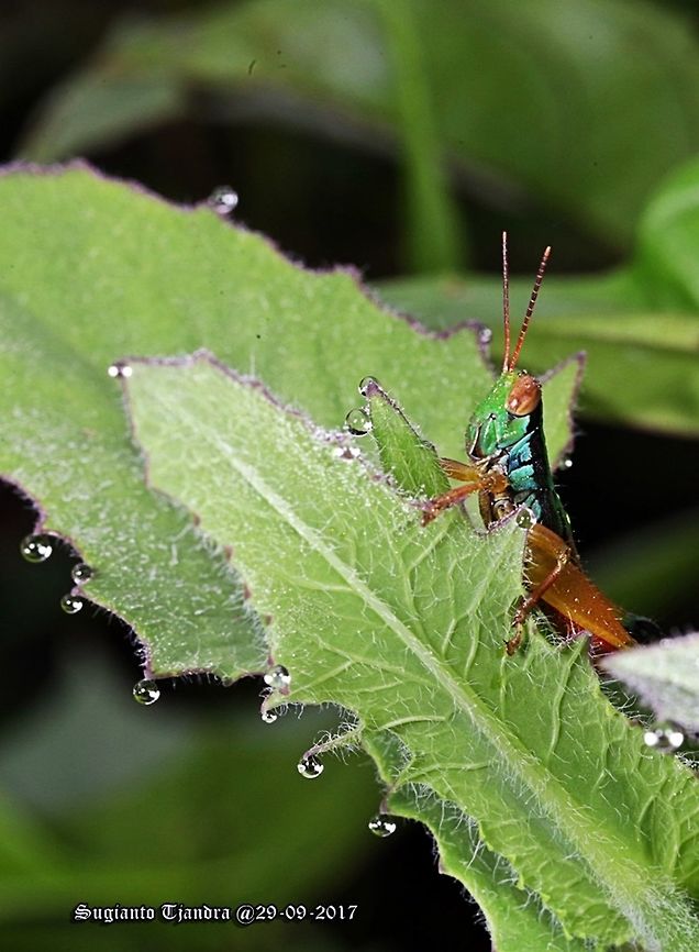 Grasshopper The Caryanda spuria Caryanda spuria,Geotagged,Indonesia,Winter