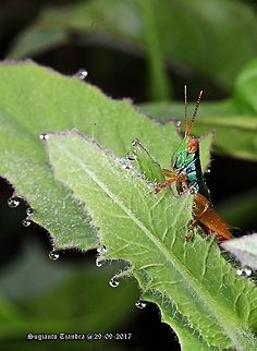 Grasshopper The Caryanda spuria Caryanda spuria,Geotagged,Indonesia,Winter