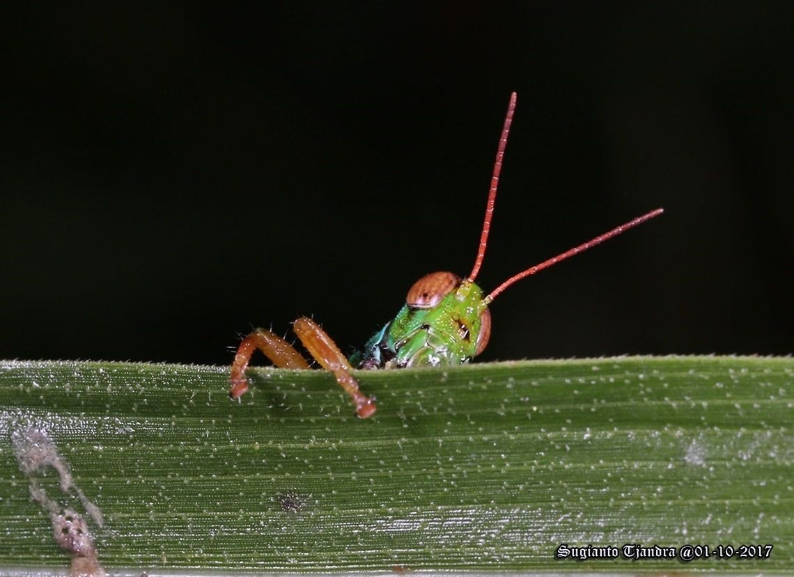 Peeping Grasshopper-Caryanda Spuria Caryanda spuria,Geotagged,Indonesia,Winter