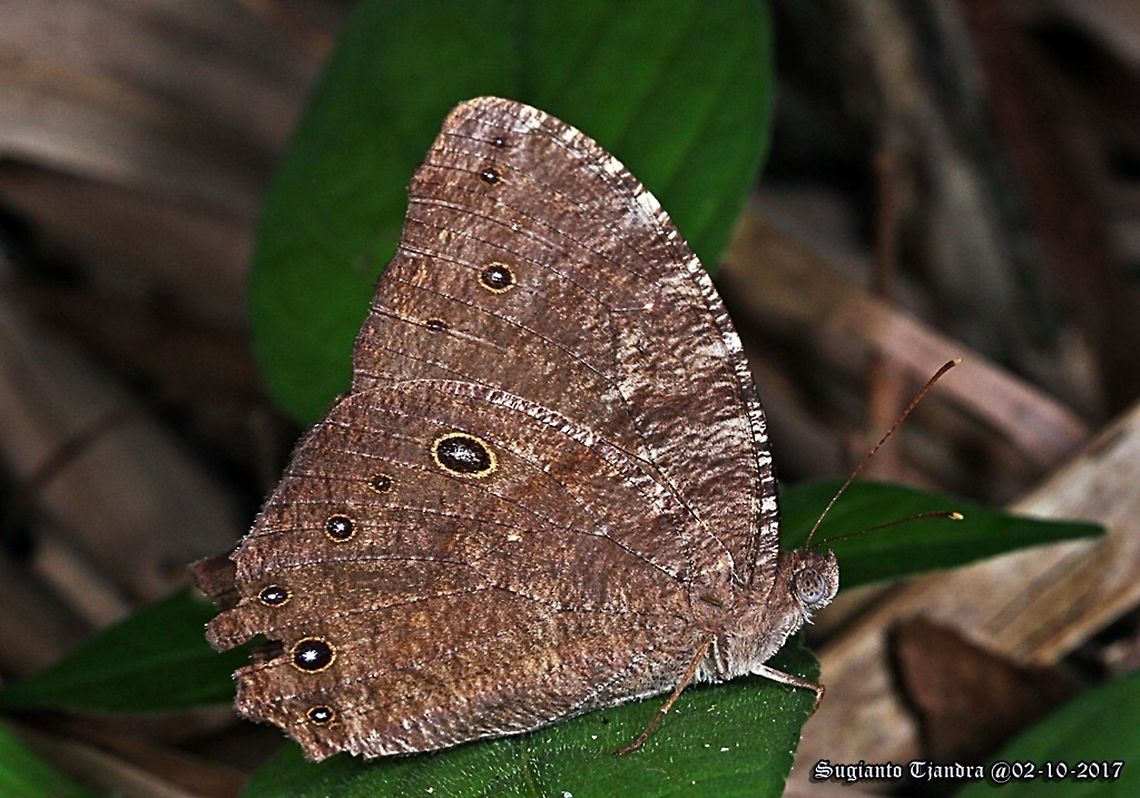 Melanitis leda  Common evening brown,Geotagged,Indonesia,Melanitis leda,Winter