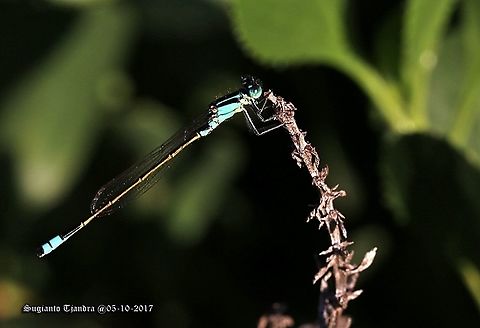 Common Bluetail Damselfly Ischnura heterosticta Australia,Geotagged,Ischnura heterosticta,Spring