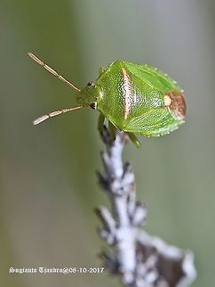 Green Bug  Australia,Geotagged,Heteroptera,Ocirrhoe,Ocirrhoe unimaculata,Pentatomidae,Pentatominae,Rhynchocorini,Spring