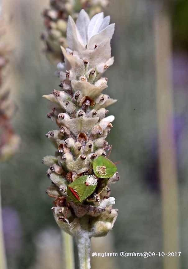 Green stink bug Mating on White Lavender flower Australia,Geotagged,Heteroptera,Ocirrhoe,Ocirrhoe unimaculata,Pentatomidae,Pentatominae,Rhynchocorini,Spring