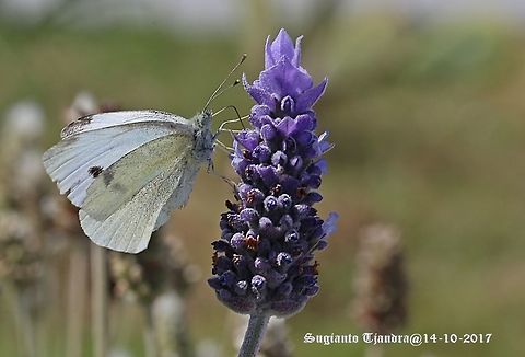 White Butterfly  Australia,Geotagged,Pieris rapae,Small White,Spring
