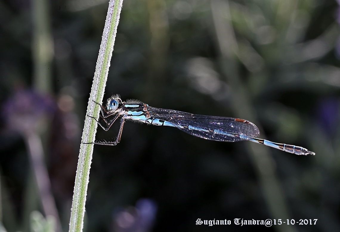 Damselfly The Blue ringtail  Australia,Austrolestes annulosus,Blue ringtail,Geotagged,Spring