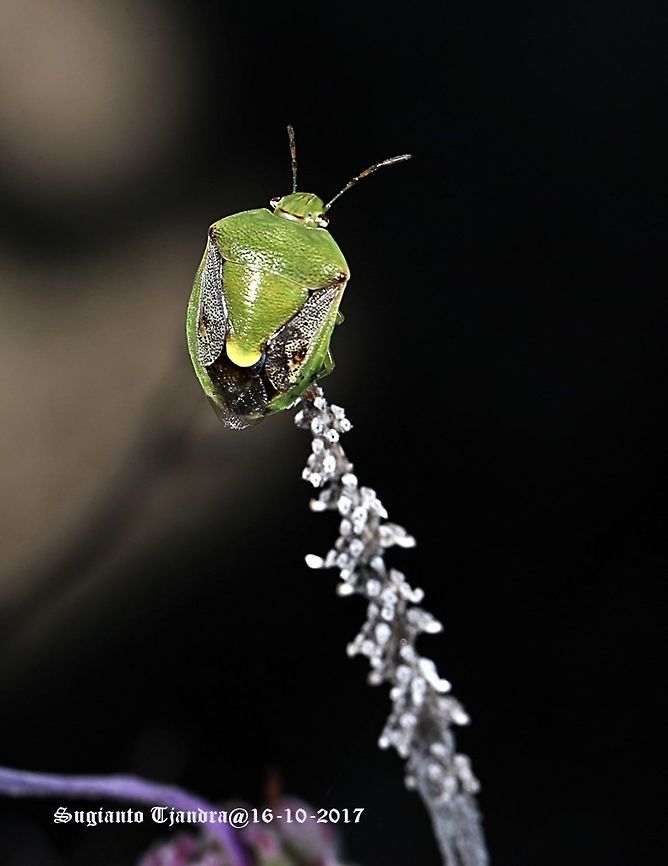 Green stink bug Plautia sp. Australia,Geotagged,Spring